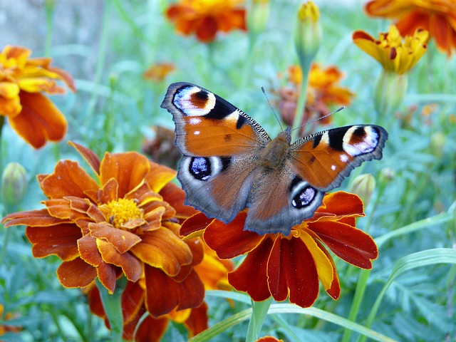 motýl na aksamitníku