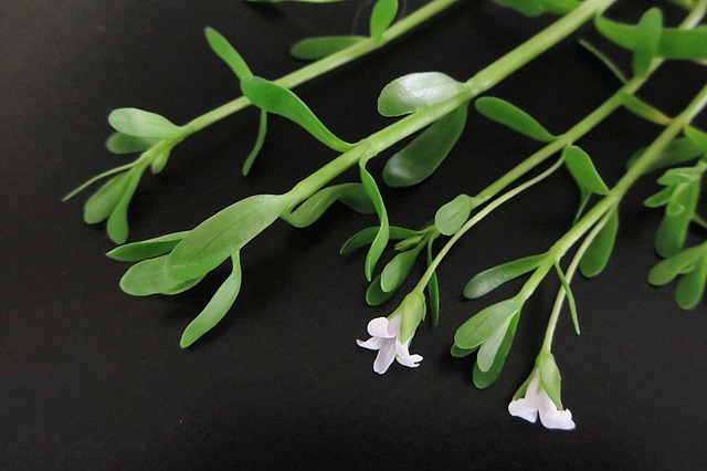 Rostlina brahmi
